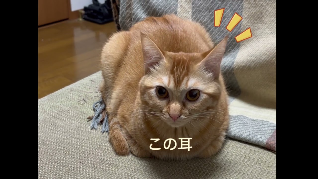 きなこ＆もみじの１週間