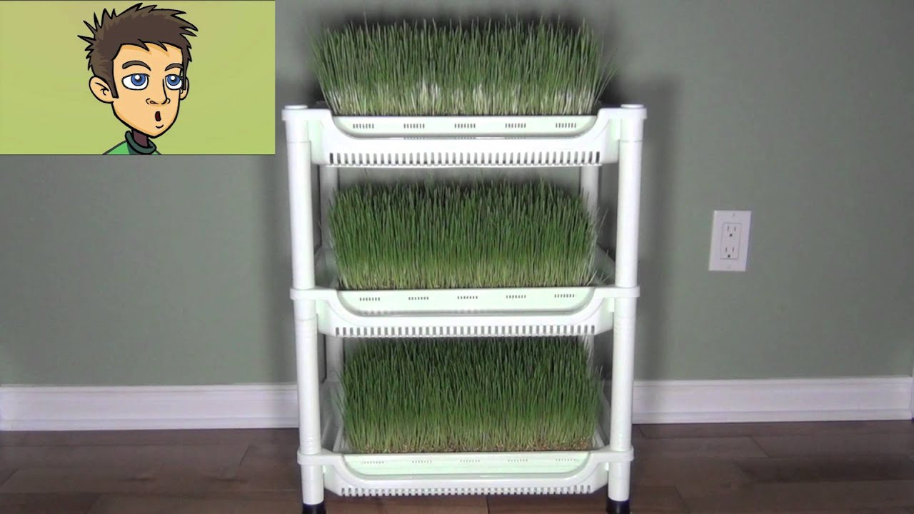 Sproutman's Wheatgrass Grower Demonstration in the Raw Nutrition Kitchen