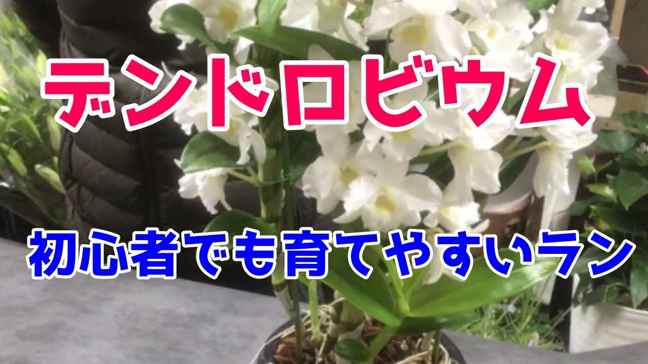 【デンドロビウム🌸の育て方＆管理方法】初心者にも育てやすい蘭だよ
