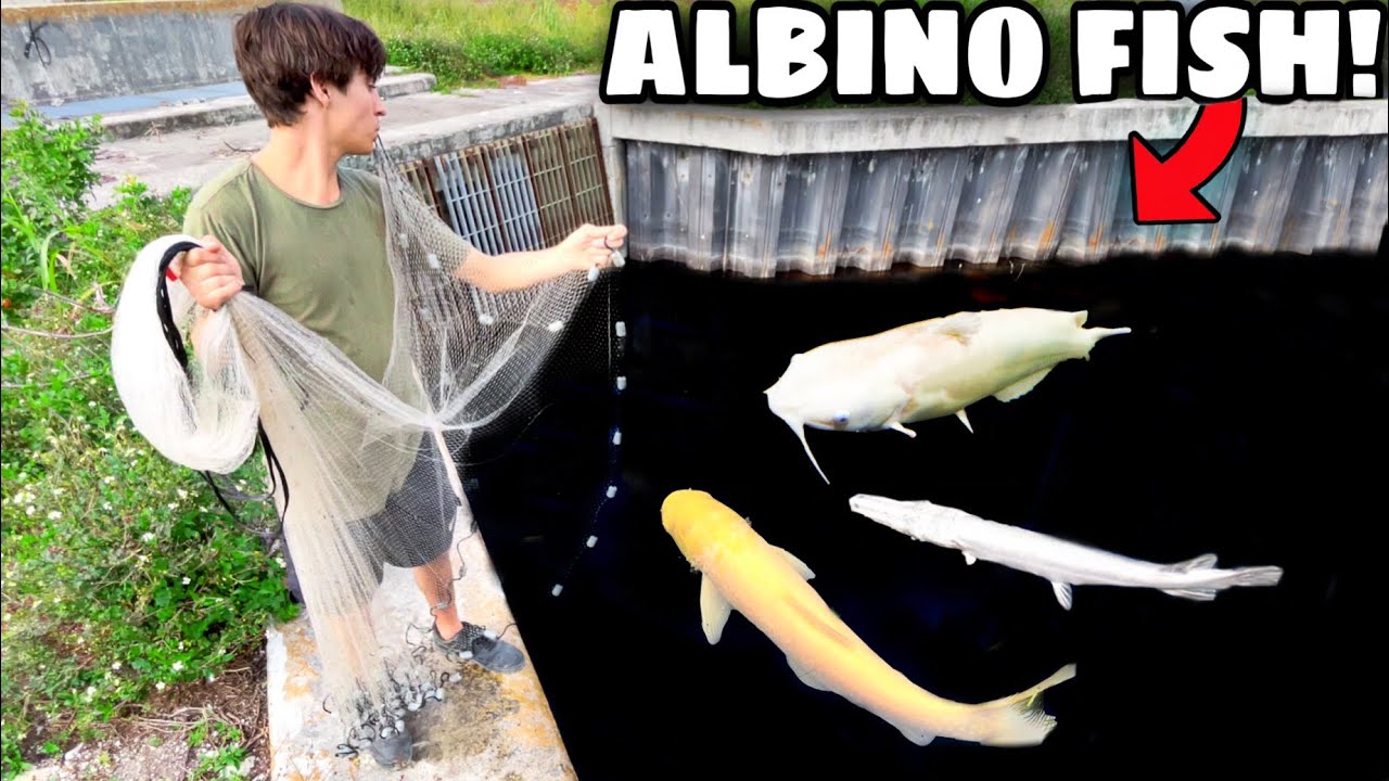 Заброшенный водосброс ловит рыбу-альбиноса в Эверглейдс, Флорида!!