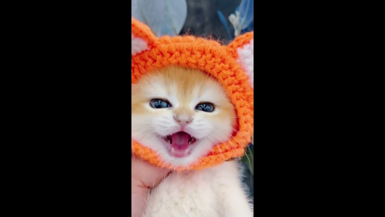 Little mao #cat #catvideos #shorts