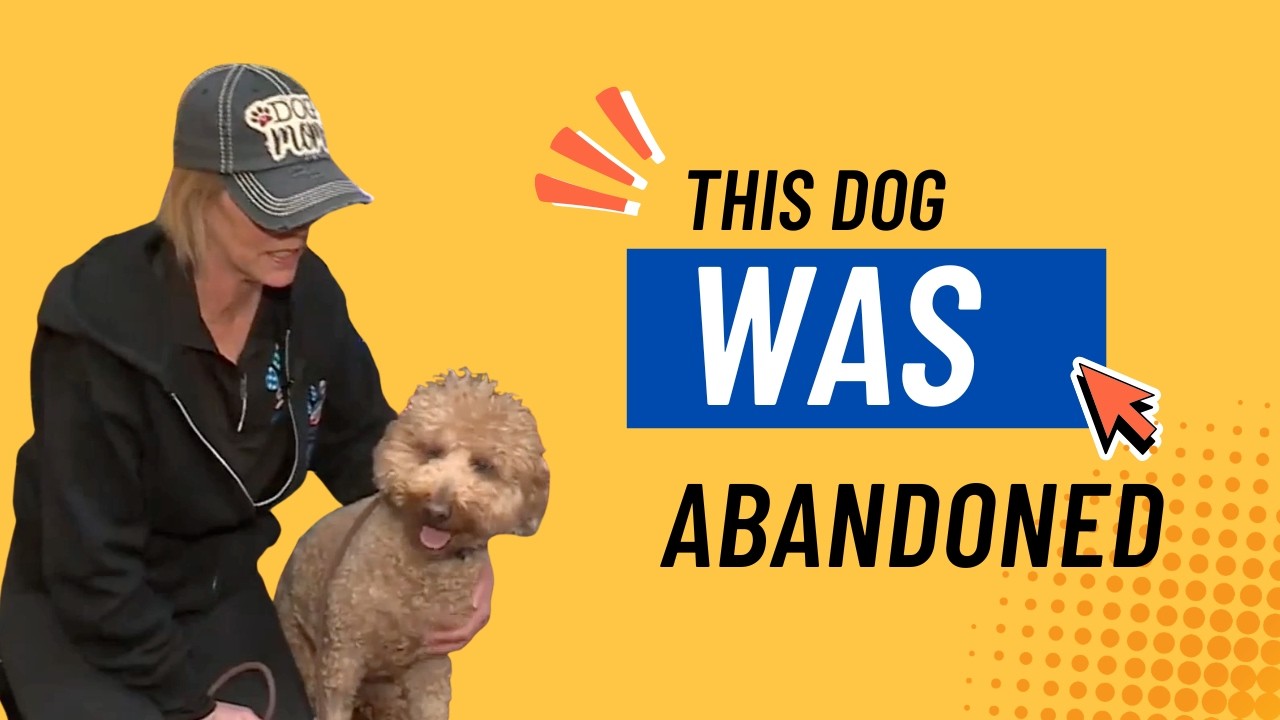 A Dog Abandoned at the Airport… What Happened Next Is Wild