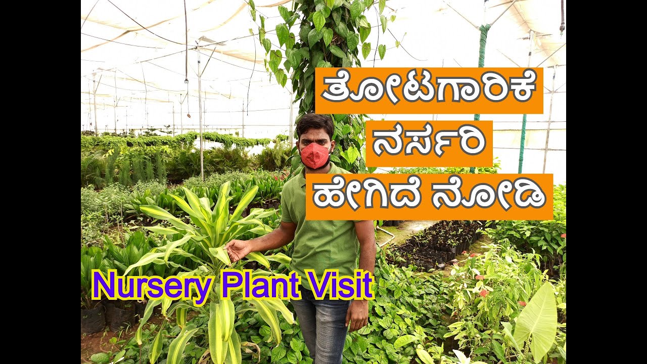 ತೋಟಗಾರಿಕೆ ನರ್ಸರಿ ಹೇಗಿದೆ ನೋಡಿ  | Nursery Visit Near Chikodi | Kannada Travel Vlog