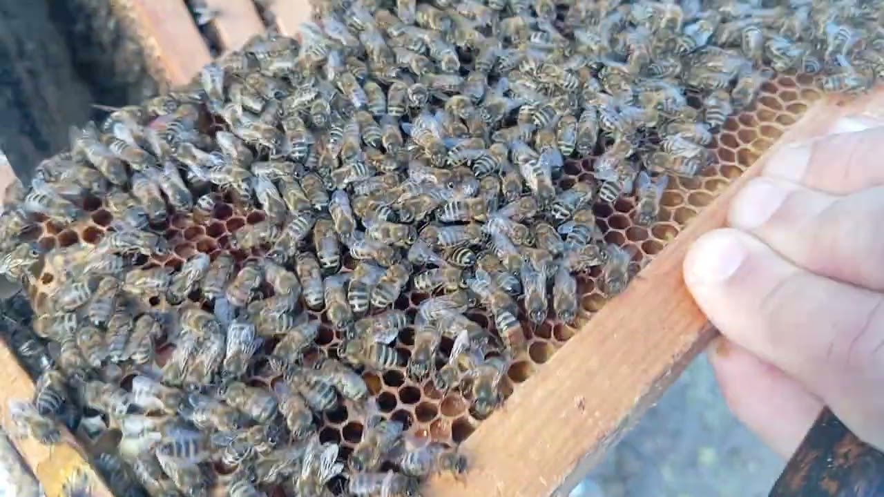 Похоже пчелы уверенны,что весна будет ранняя в этом году 🤔