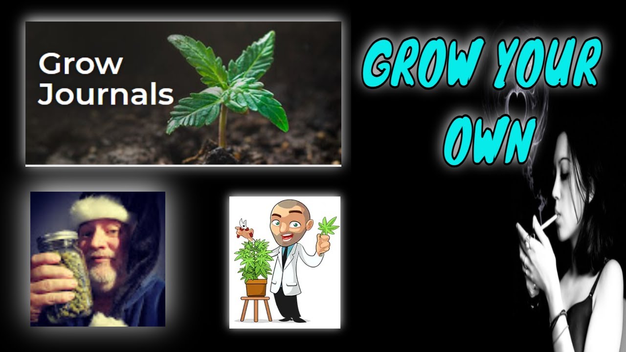 A MARSHYDRO GROW ROOM TOUR. WITH KUSH SANTA RDWC HYDROPONICS SYSTEM