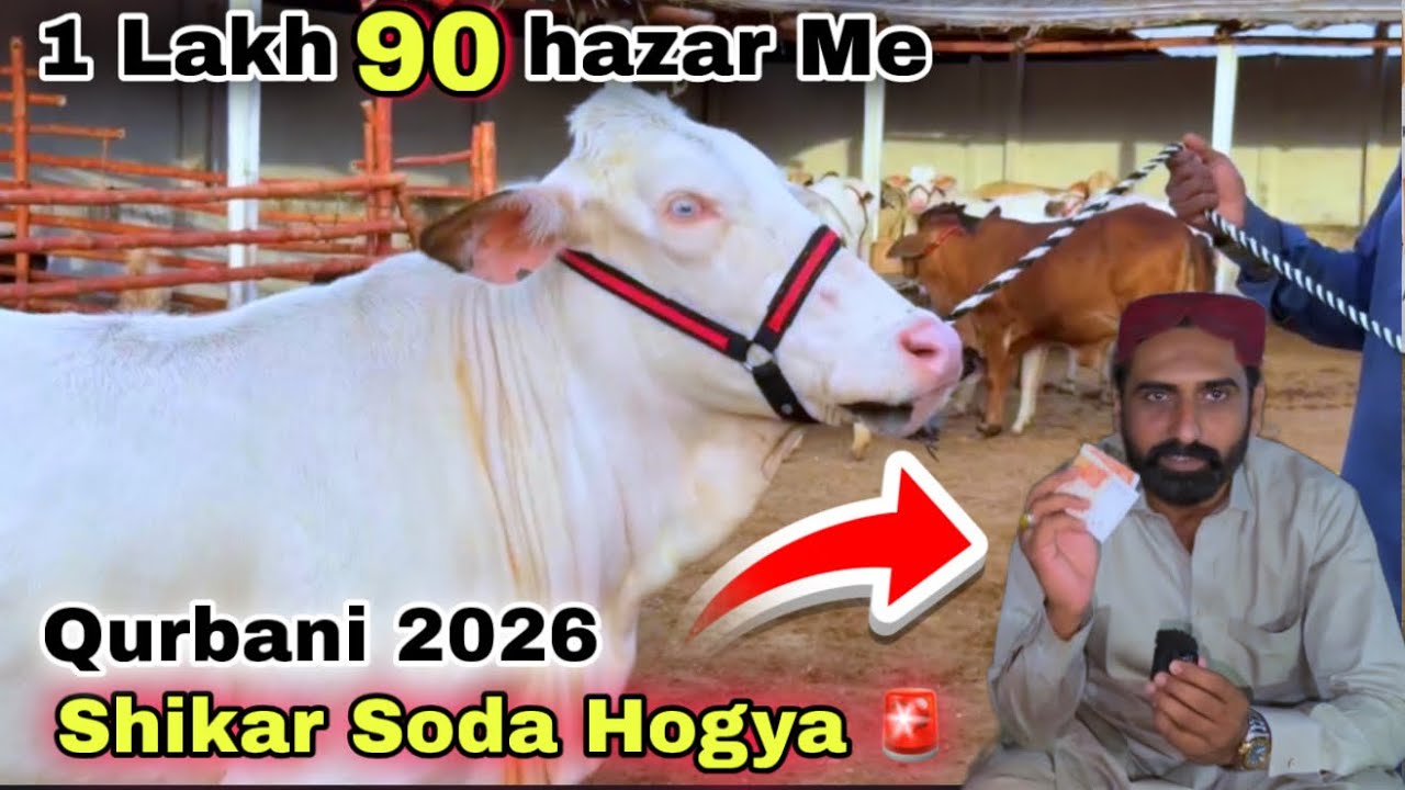 Soda Hogya 😍 Karachi Ki Sasti Mandi 🚨  Qurbani 2026 Collection | Cow Mandi 