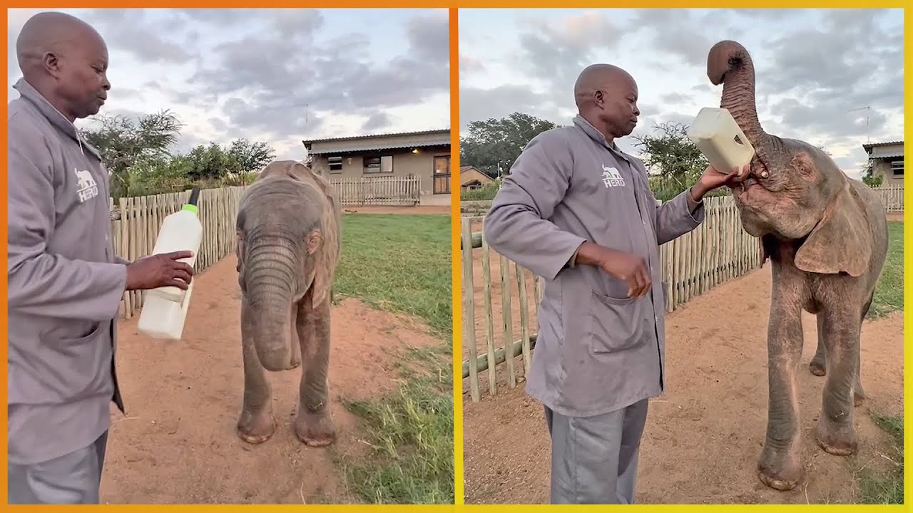 Animals That Asked People for Help & Kindness Ep5