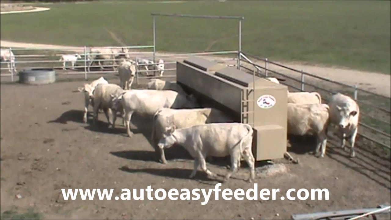 Auto Easy Feeder, Best Cattle Feeders Programmable and Automatic Livestock Feeder