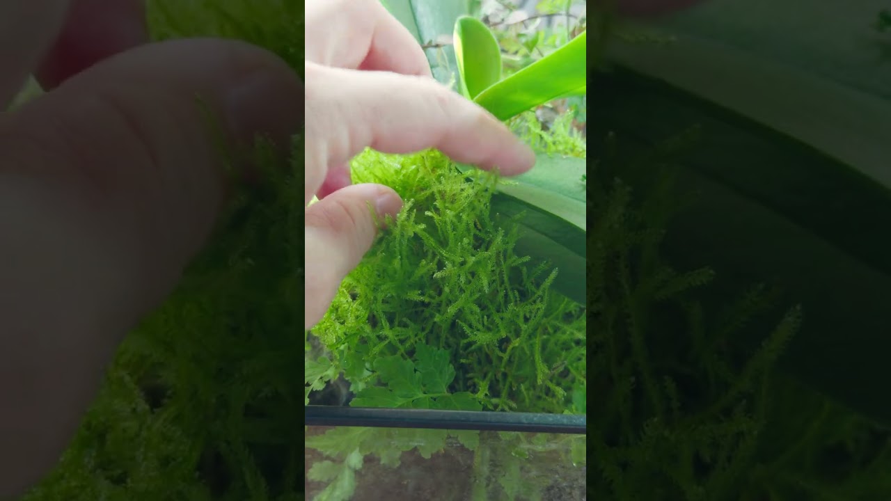 update: hypnum climbing over orchid leaves in the terrarium 