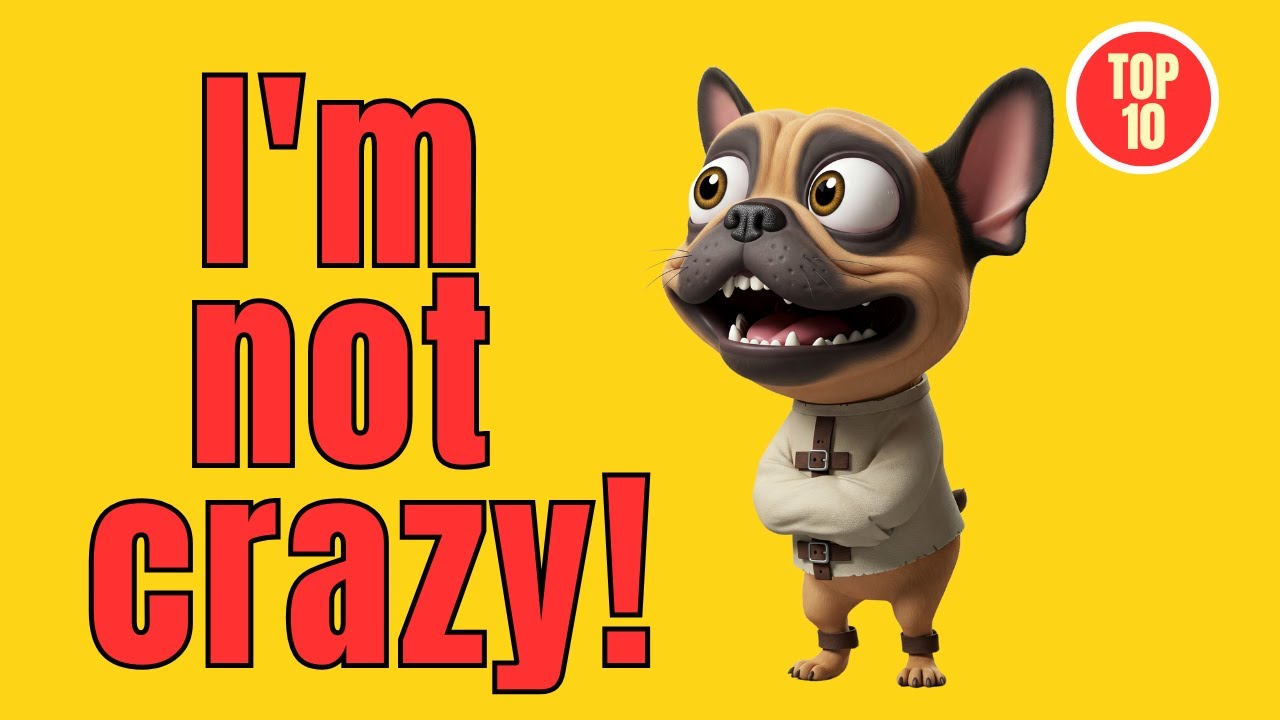 Why does the French Bulldog have these 10 strange behaviors?
