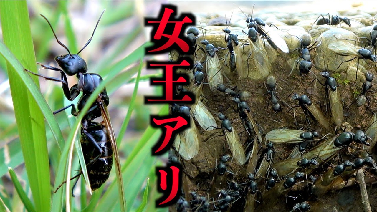 空を舞う大量の女王アリを捕獲する！