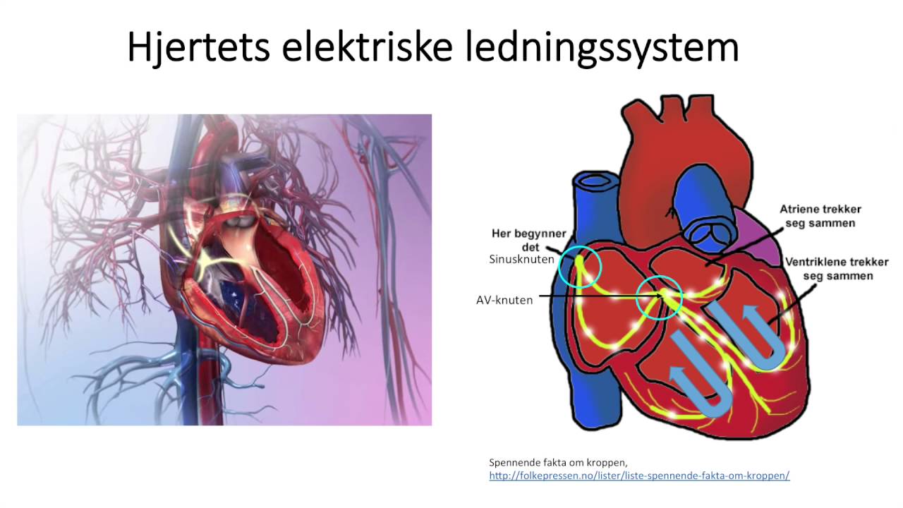 Sirkulasjonssystemet: Hjertets elektriske ledningssystem