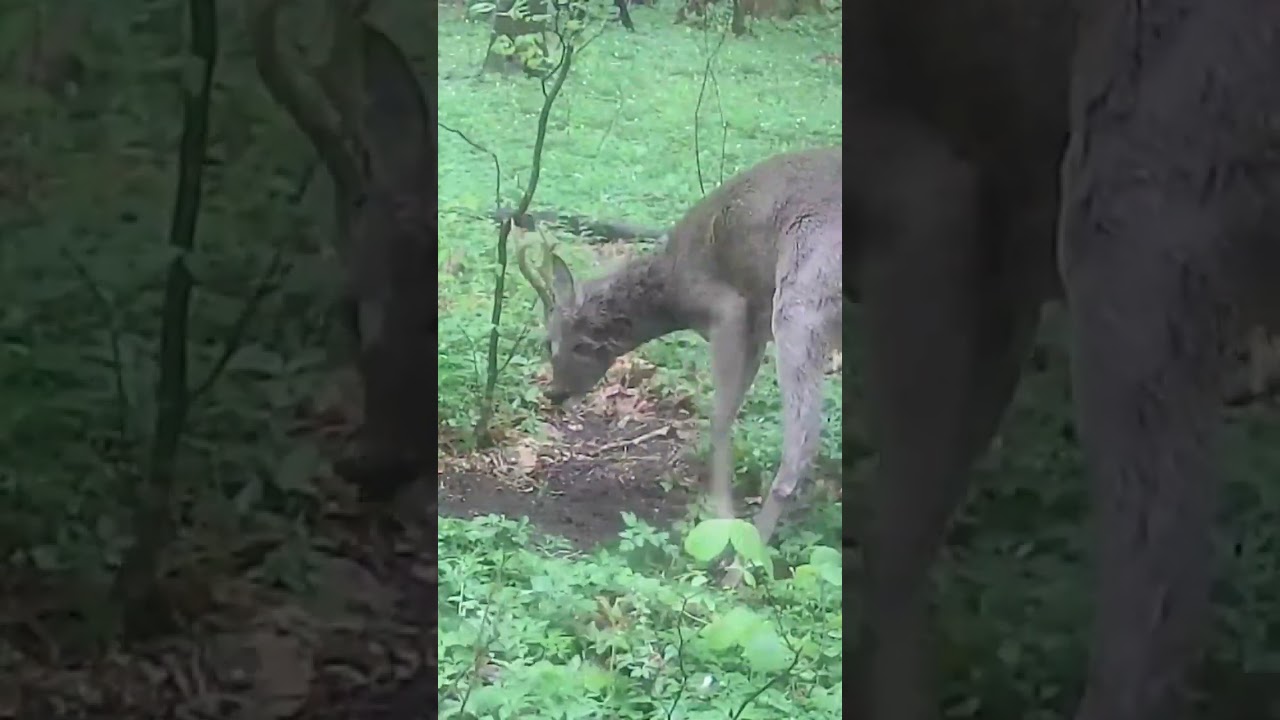 A male roe deer marks territory with its hooves and antlers