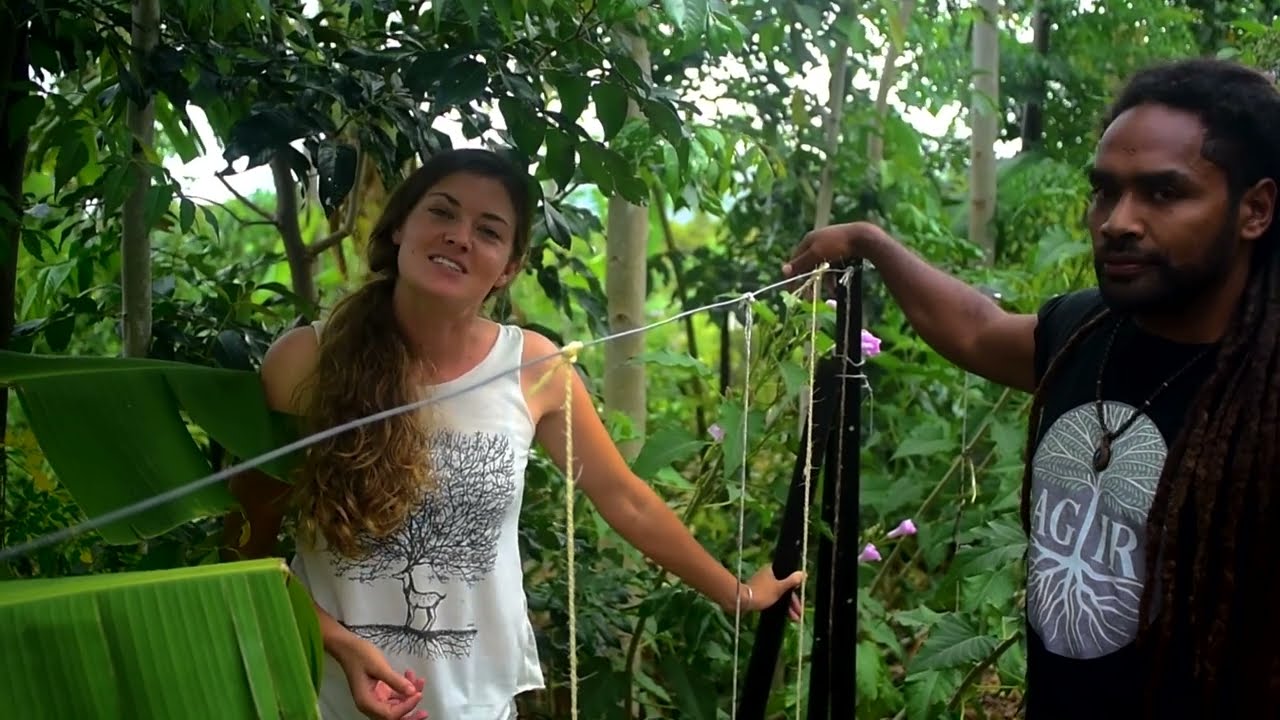 [Agroforesterie épisode 1] Principes de base en agroforesterie et organisation du champ