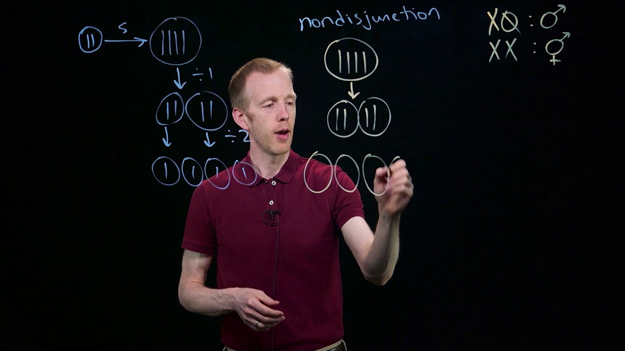Nondisjunction