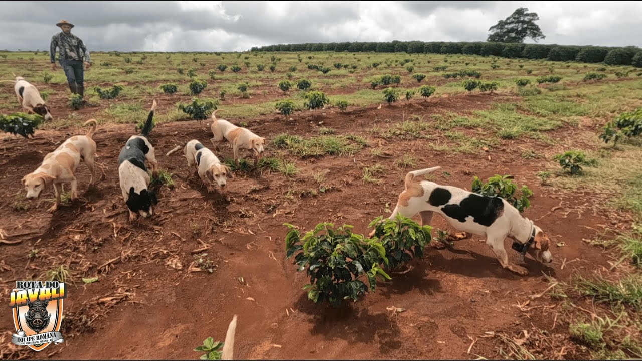 POR ESSA EU NAO ESPERAVA CA&Ccedil;ADA DE JAVALI CACHORRADA TRABALHOU DEMAIS.