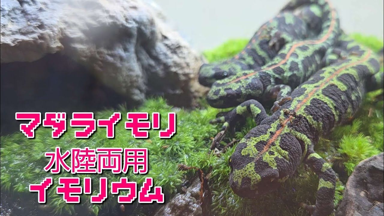 マダライモリ水陸両用イモリウム