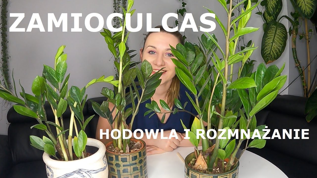 Jak hodować i rozmnażać Zamioculcasa?