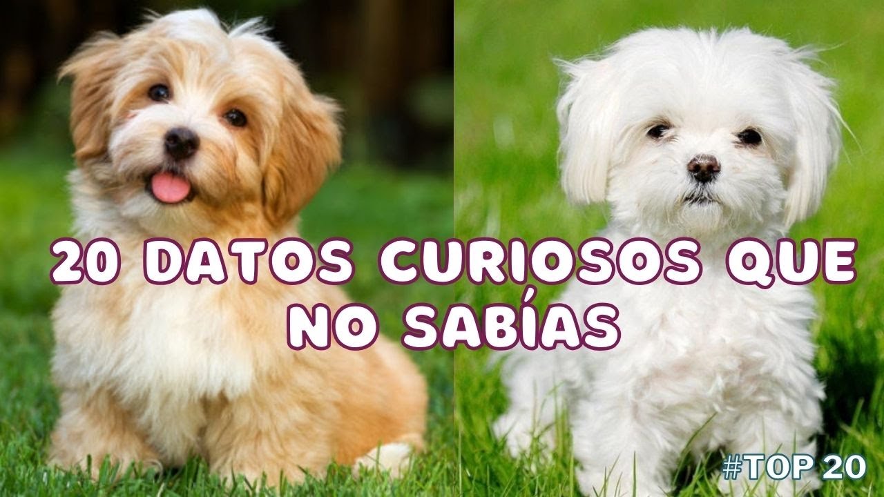 Datos curiosos de los perros ‐ Top 20