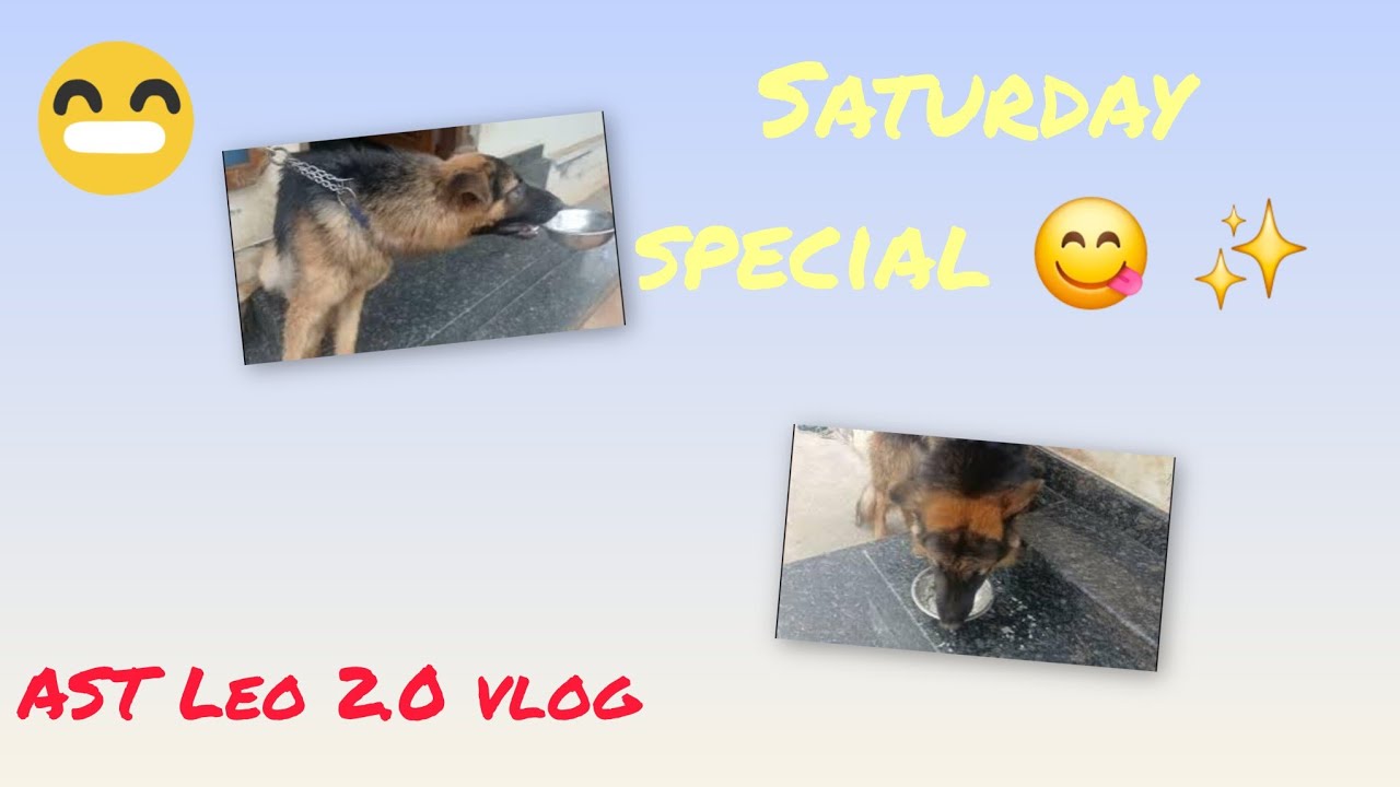 Leo🥰🤣Saturday special 😍#gsd #doglover #trending #funny #comedy #vlog #daily #food #video #dogvideos
