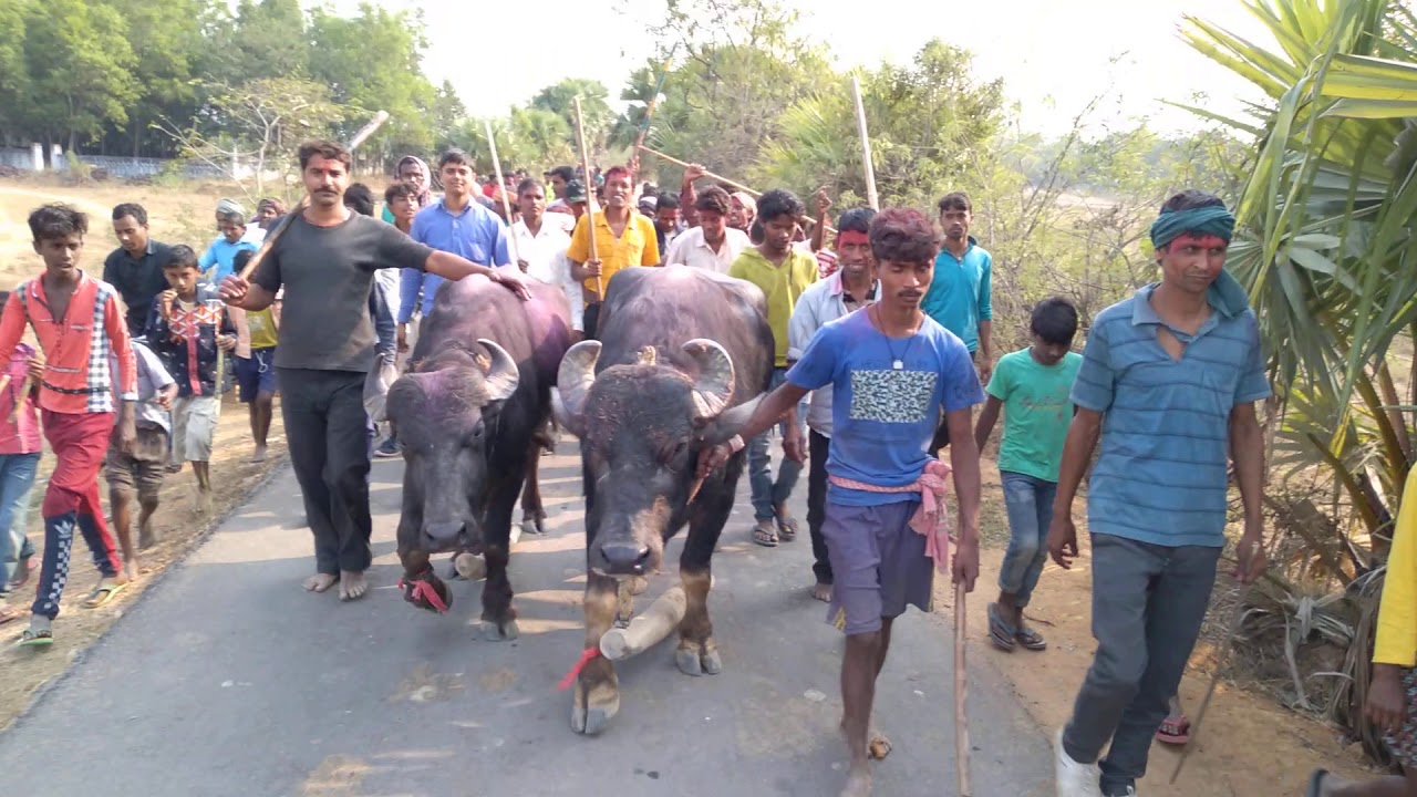তেতুলদা কাড়া জয়ি হয়ার পর