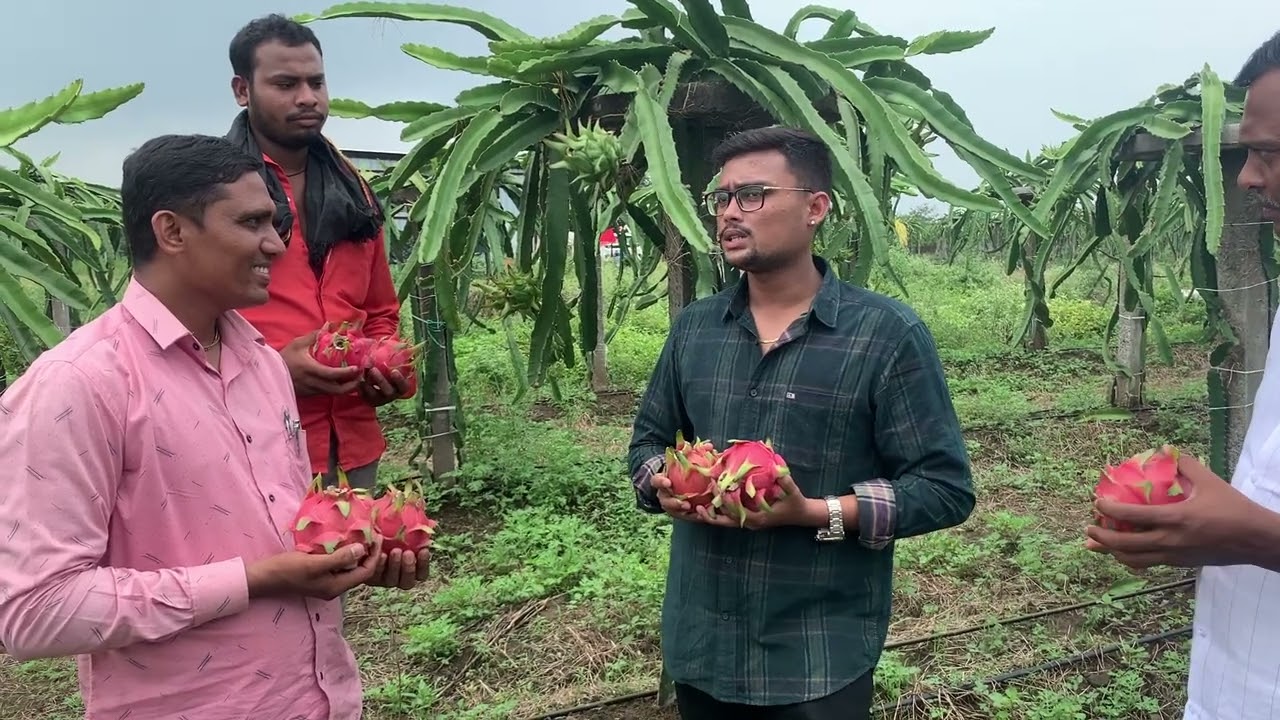 SCT वैदिक परभणी सारख्या उष्ण भागात ड्रॅगन एक नंबर‼️ साईज  600 ते 700 ग्राम, क्वालिटी 👌