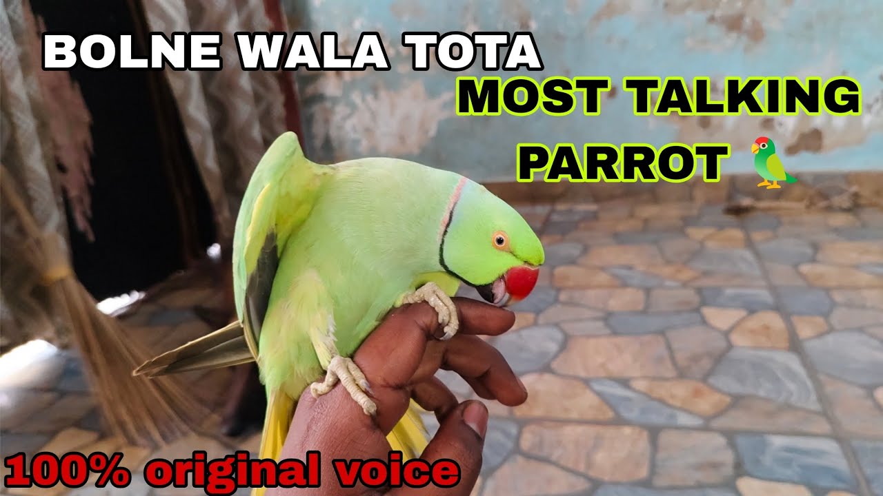 TALKING PARROT 🦜| BOLNE WALA TOTA 😲| MUMMY KO PARESAN KARTA HAI 😂  