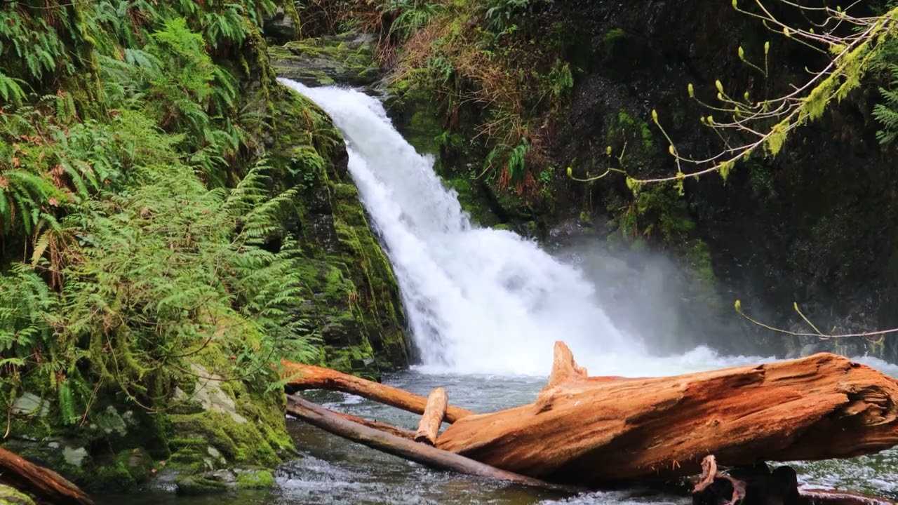 Relaxing Waterfall & Bird Sounds