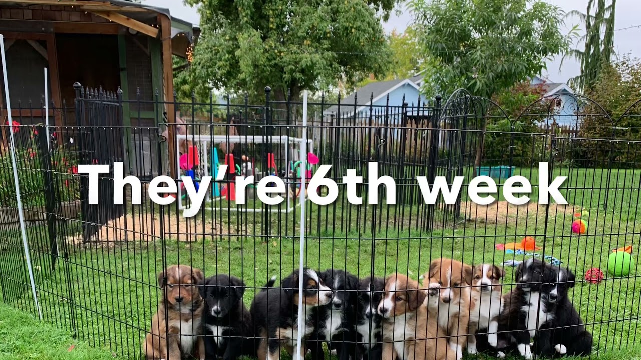 English Shepherd puppies 6th week