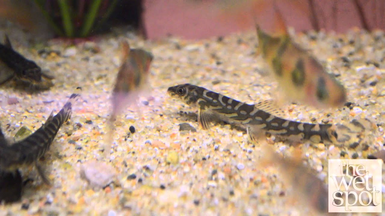 Batik Loach (Mesonoemacheilus triangularis)