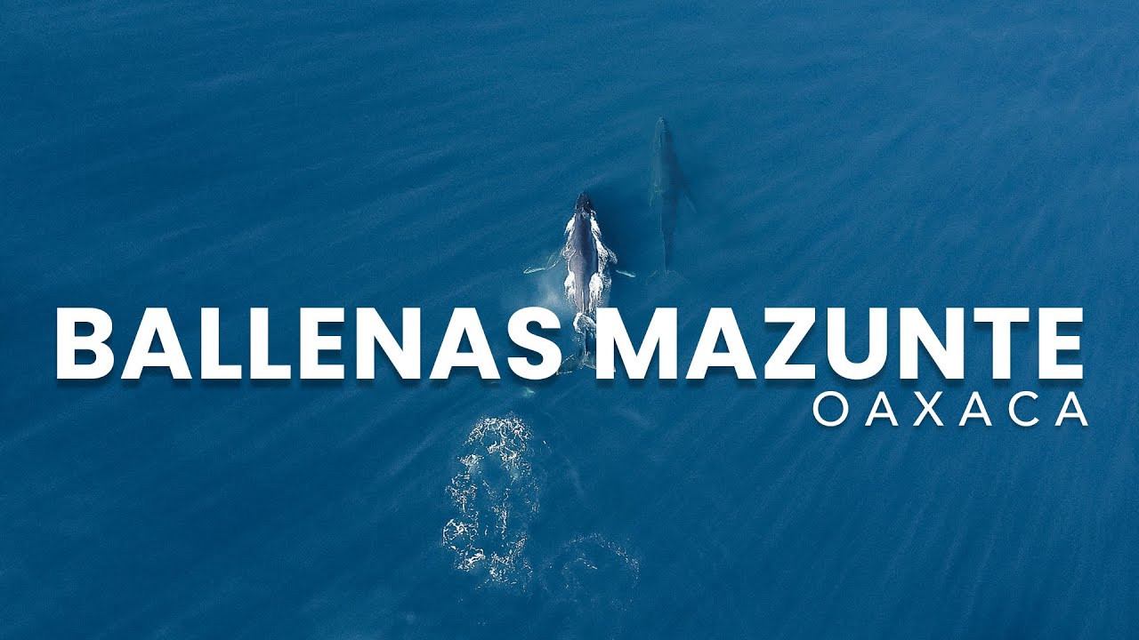 Mazunte Ballenas y Punta Cometa, Oaxaca 4k | Aventúrate México