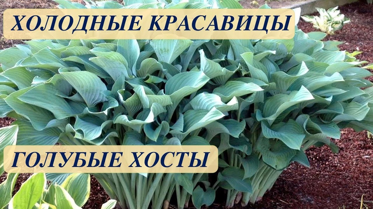 ХОСТЫ ГОЛУБЫЕ. ОТ КАРЛИКОВЫХ ДО ГИГАНТСКИХ. КРАСИВЫЕ СОРТА. BLUE HOSTS FROM DWARF TO GIANT.