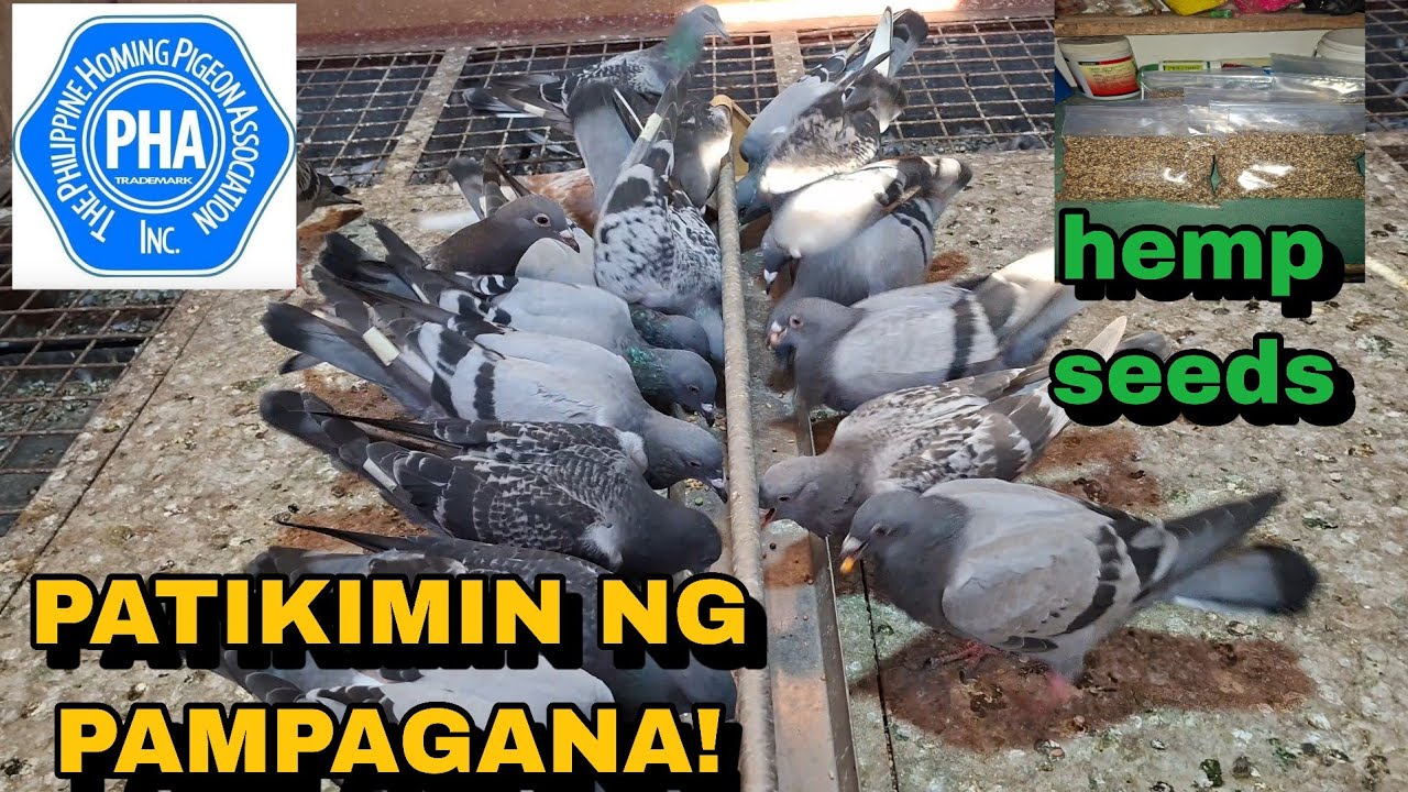 PATUKA NATIN PARA SA KILLER LAP LEGASPI! PATIKIMIN NA NATIN NG PAMPAGANA! 