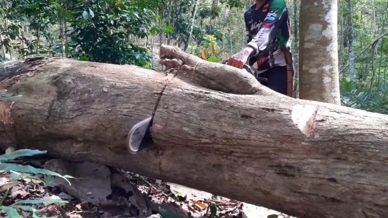 Salah dikit KEJEPIT,,, beginilah cara potong kayu yg benar #potongkayujati #sinsostihl