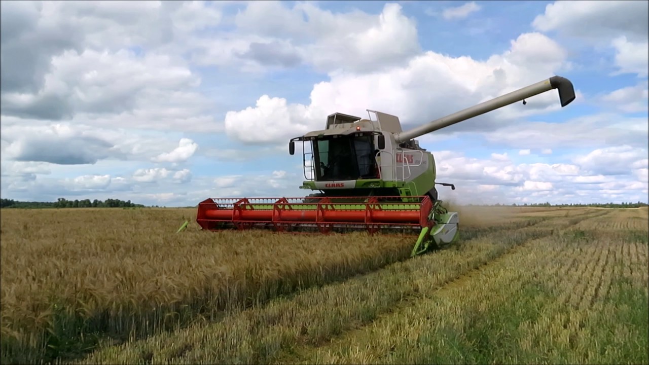 Javų laukuose dūzgia kombainai