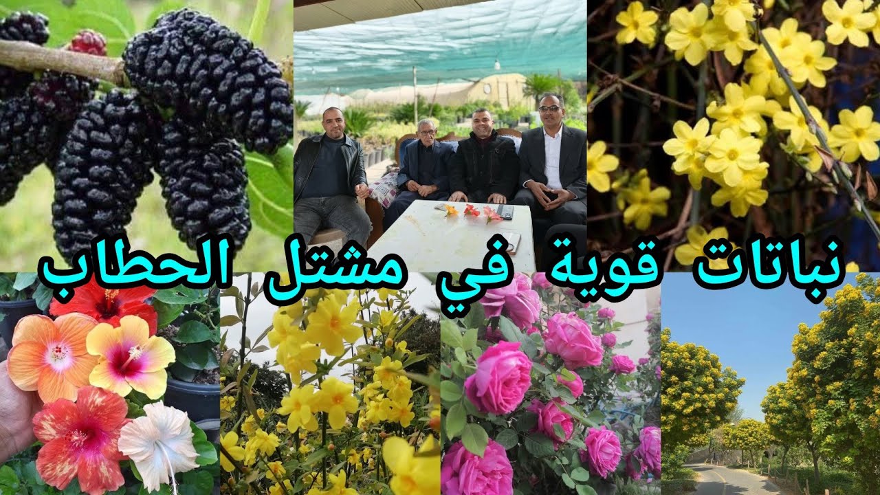 نباتات قوية في مشتل الحطاب فيديو متنوع مع جولة زراعية بالمشتل وتعريف بالنباتات 