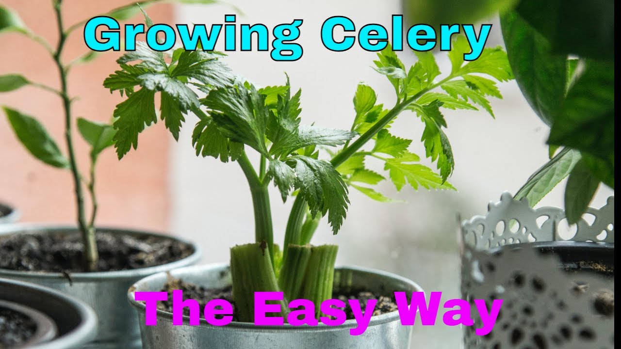 Growing Celery The Easy Way   {Chinese Celery ,  Khanchoy , Kin Chay , Leaf Celery }