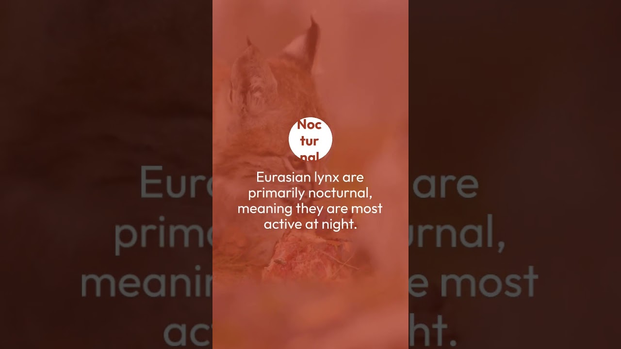 What Are The Characteristics Of A Eurasian Lynx? Find It Out