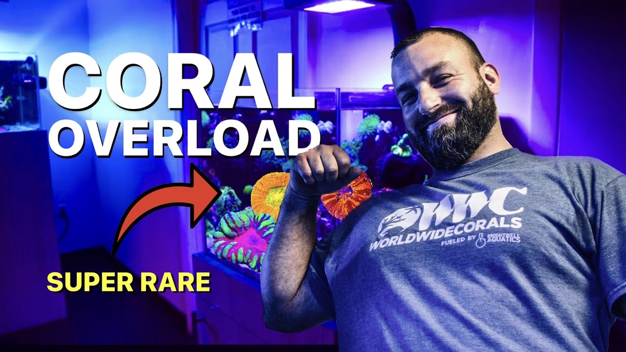 БЕЗУМНЫЙ РИФОВЫЙ АКВАРИУМ НА ДВАДЦАТЬ ГАЛЛОНОВ!! *ПОДХОДИТ ДЛЯ НОВИЧКОВ??*