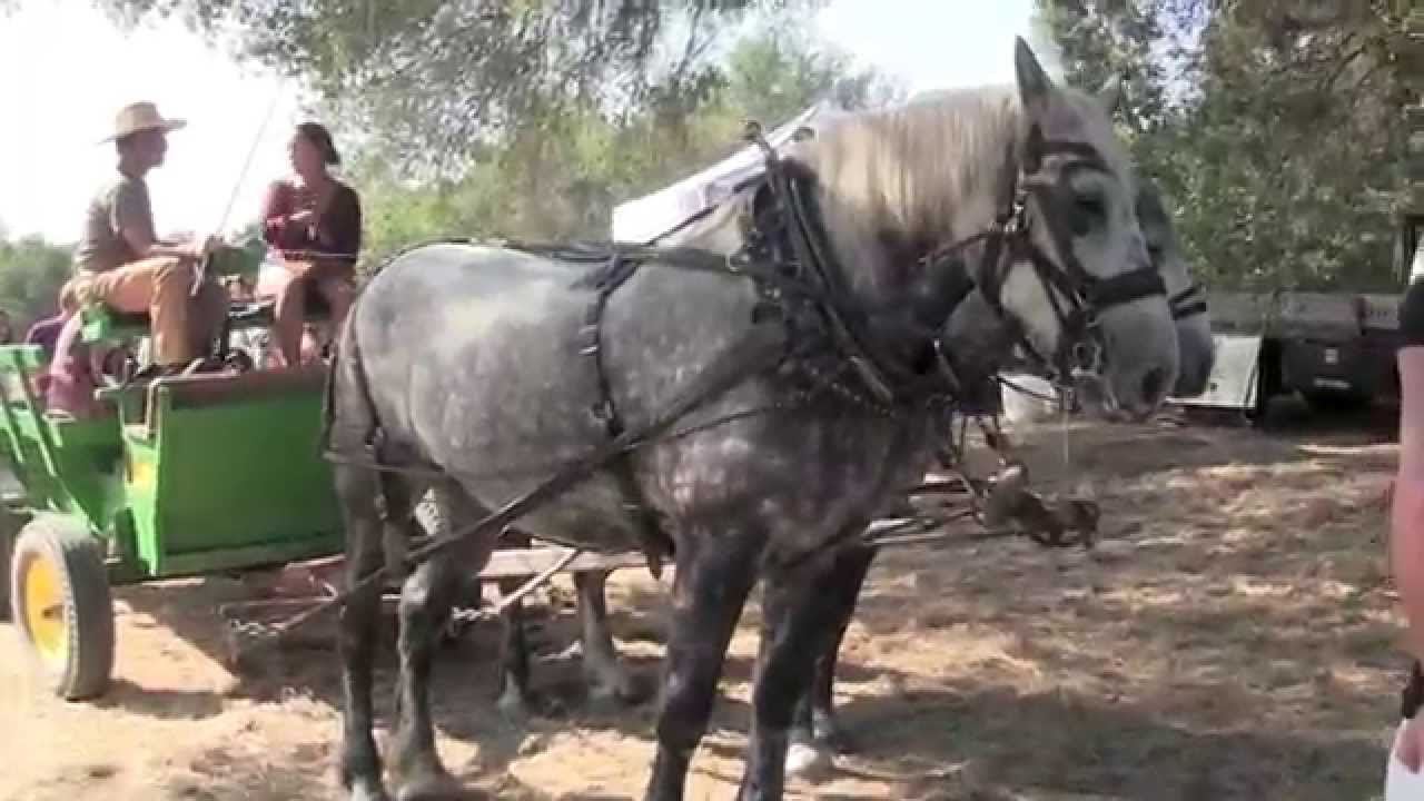 Gravenstein Apple Fair (with Cahoots!)