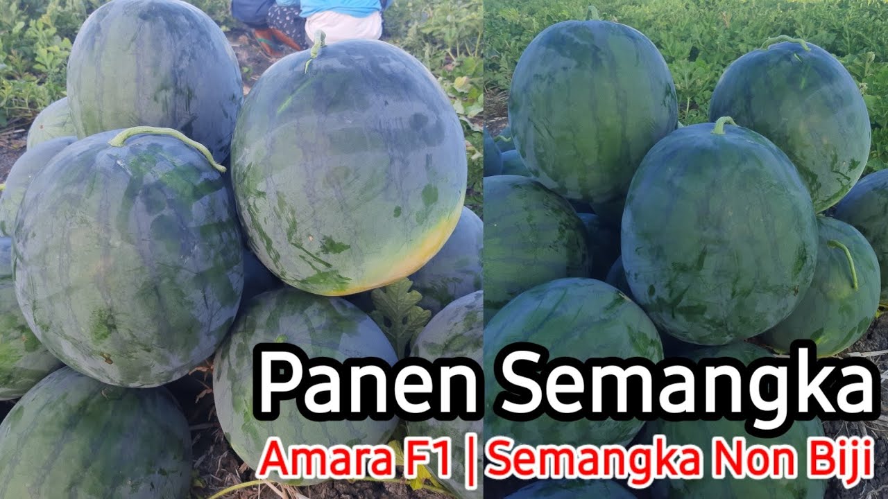 Panen Semangka Amara F1 | Semangka Non Biji