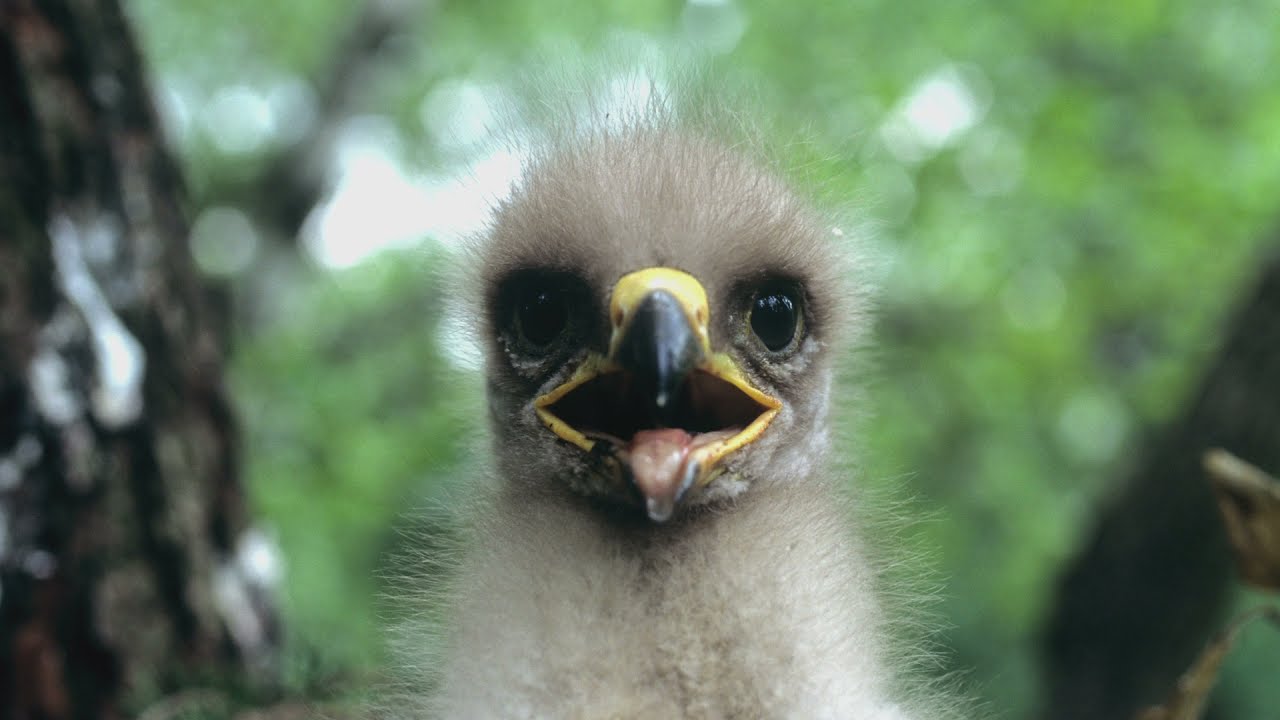 GAWĘDY KŁOSOWSKIEGO odc 6