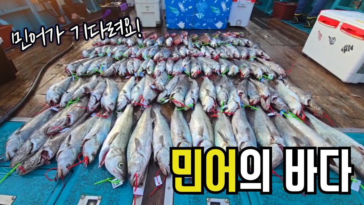 다잡아낚시의 최고봉 민어가 기다리고 있는 바다로 오세요!