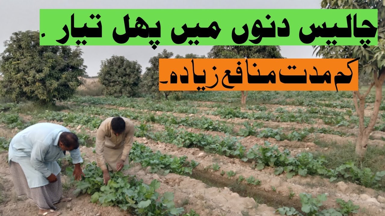 ماشاءاللہ ماشاءاللہ کسان نے کم مدت میں زیادہ منافع بخش فصلیں اگائیں ۔Advanc agriculture ll farming t