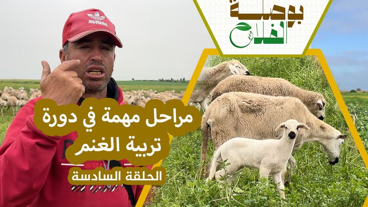بوصلة الفلاح(ح6)من الفطام إلى التسمين.. مراحل مهمة في دورة تربية الغنم