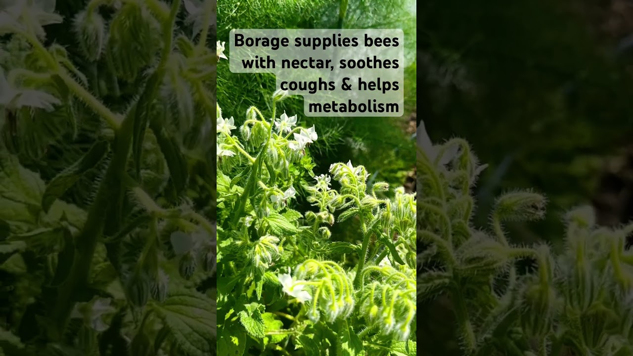 Huge Benefits of Growing Borage in the Organic Garden #beefriendly #gardening #pollinators #garden