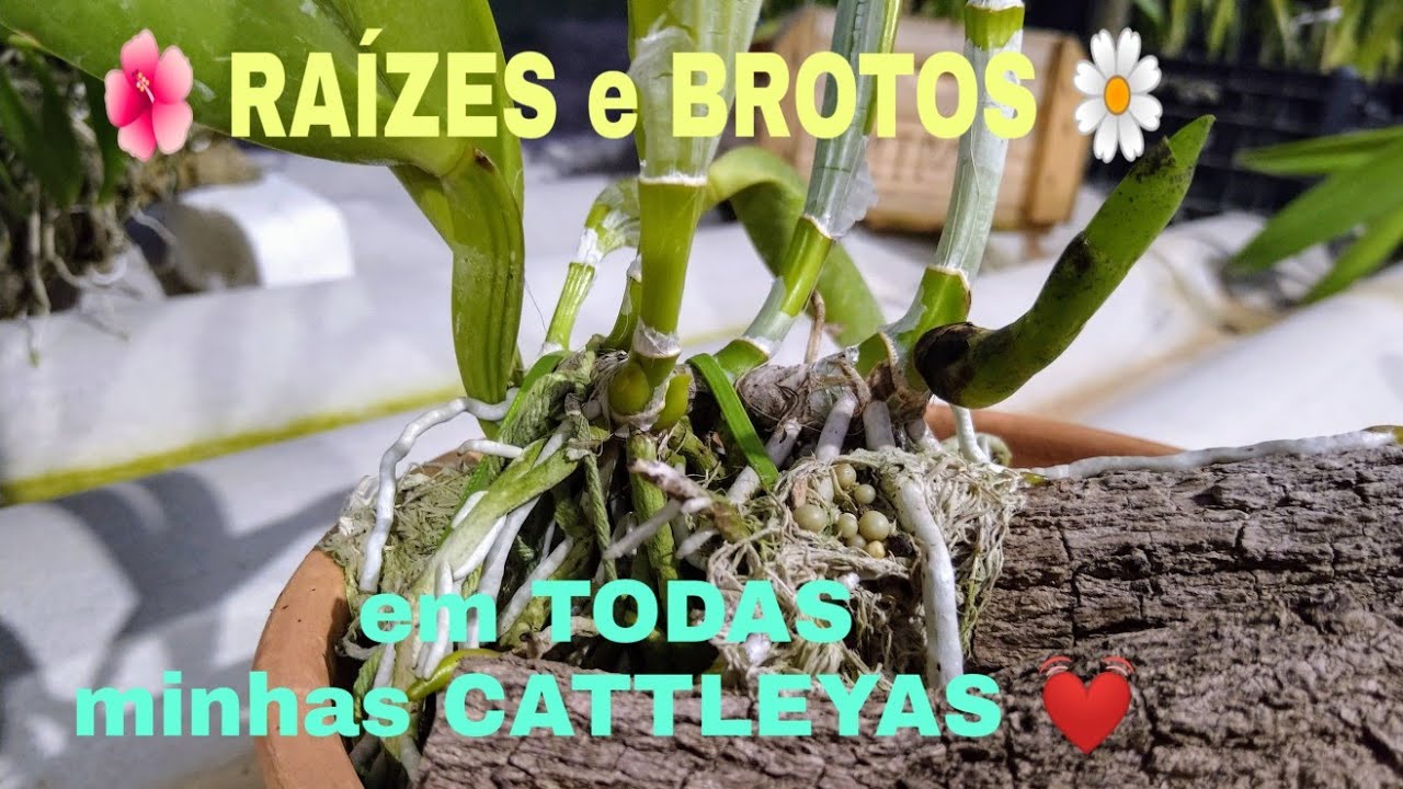 RAÍZES e BROTOS em todas minhas CATTLEYAS - IMPERDÍVEL !!! Dicas de Cultivo e o Plantio Acoplado