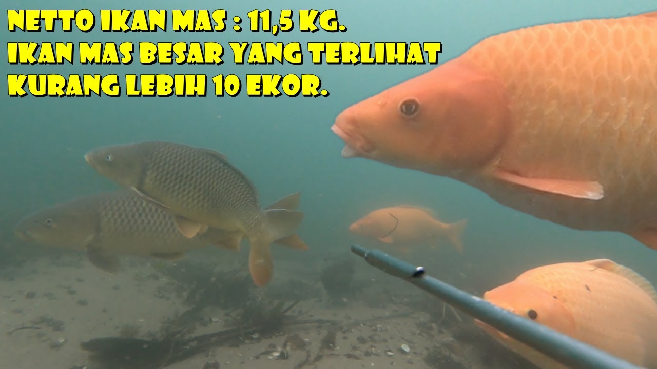 SARANG IKAN MAS BESAR DI DANAU TOBA, PULUHAN IKAN MAS BESAR DATANG MENDEKAT.
