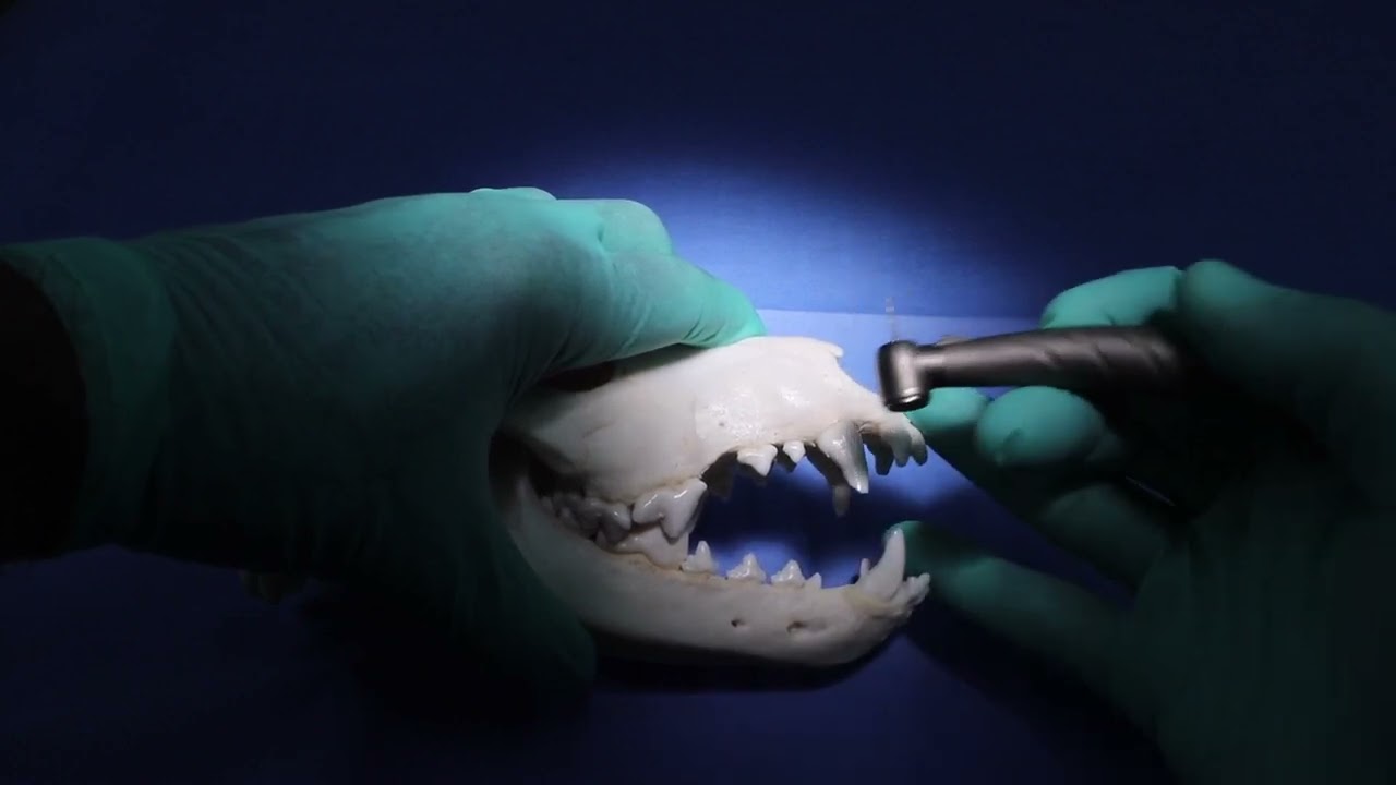 Veterinary Dental Extractions - Handpiece Technique