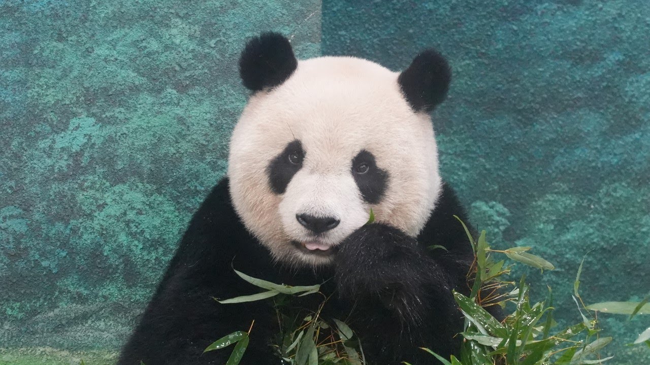 20251231 (16:20) 圓仔吃竹葉晚餐，過程中還有尋找紅蘿蔔活動 | Giant Panda Yuan Zai